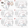 Biosynthesis of exopolysaccharide from waste molasses using Pantoea sp. BCCS ۰۰۱ GH: a kinetic and optimization study